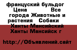 француский бульдог › Цена ­ 40 000 - Все города Животные и растения » Собаки   . Ханты-Мансийский,Ханты-Мансийск г.